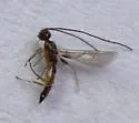 Heterospilus eurostae - photo 3