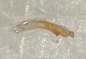 Heterosternuta allegheniana - photo 2