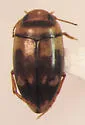 Heterosternuta cocheconis
