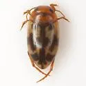 Heterosternuta diversicornis