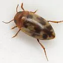 Heterosternuta diversicornis - photo 2
