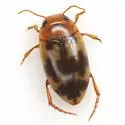 Heterosternuta diversicornis - photo 3