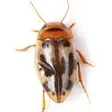 Heterosternuta diversicornis - photo 4