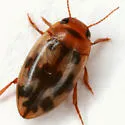 Heterosternuta diversicornis - photo 5