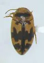 Heterosternuta ohionis - photo 2