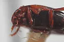 Heterosternuta pulchra - Heterosternuta pulchra