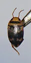 Heterosternuta pulchra - photo 4