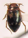 Heterosternuta wickhami