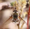 Bomber Fly - photo 2