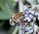 Bomber Fly - photo 3