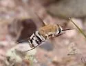 Bomber Fly - photo 5