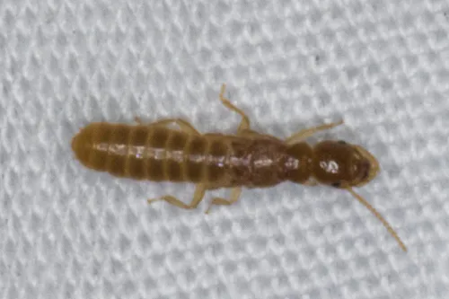 Desert Subterranean Termite