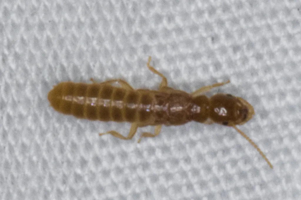Desert Subterranean Termite - photo 2