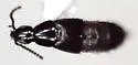 Heterothops carbonatus