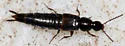 Heterothops cognatus