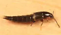 Heterothops cognatus - photo 2