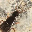Heterothops cognatus - photo 4