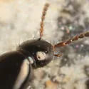 Heterothops cognatus - photo 5