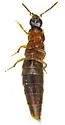 Heterothops confertus - photo 3