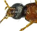 Heterothops confertus - photo 4