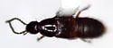 Heterothops conformis