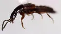Heterothops conformis - photo 2
