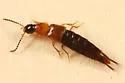 Heterothops fusculus - photo 2