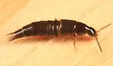 Heterothops fusculus - photo 4