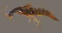Heterothops pusio - photo 2