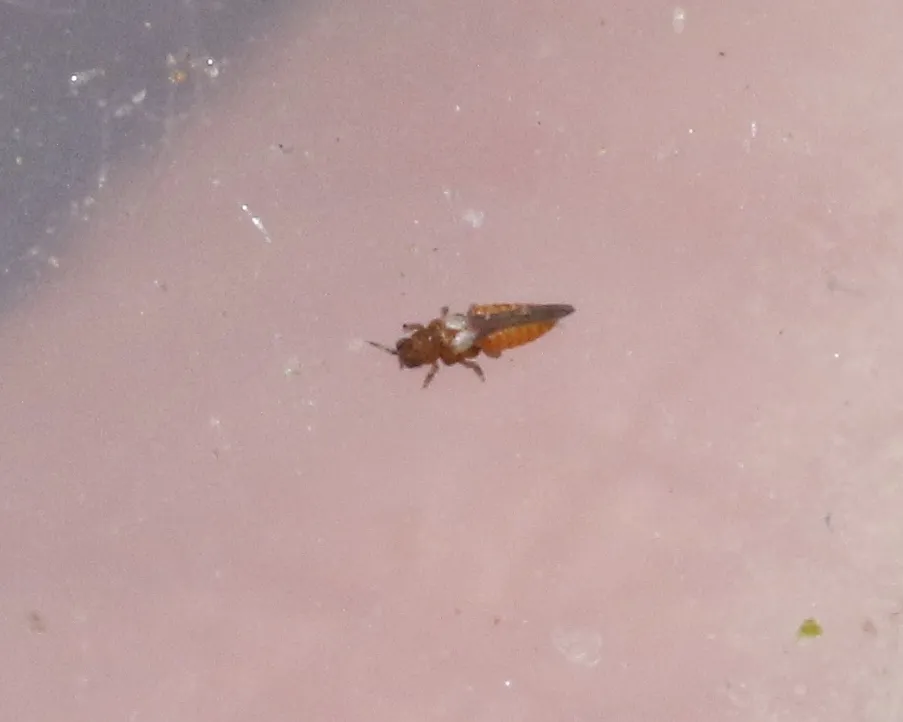 Heterothripidae - photo 2