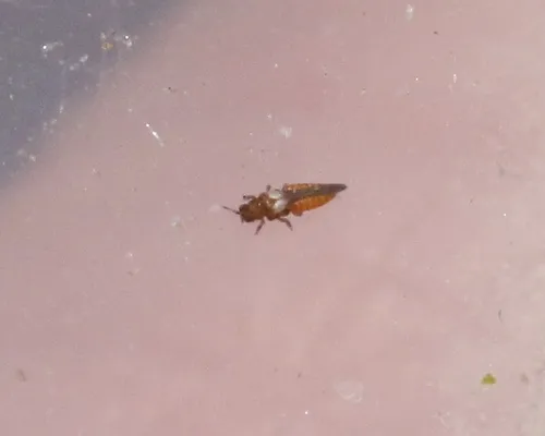 Heterothripidae - photo 3