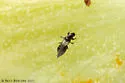 Heterothrips aesculi