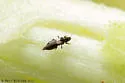 Heterothrips aesculi - photo 2