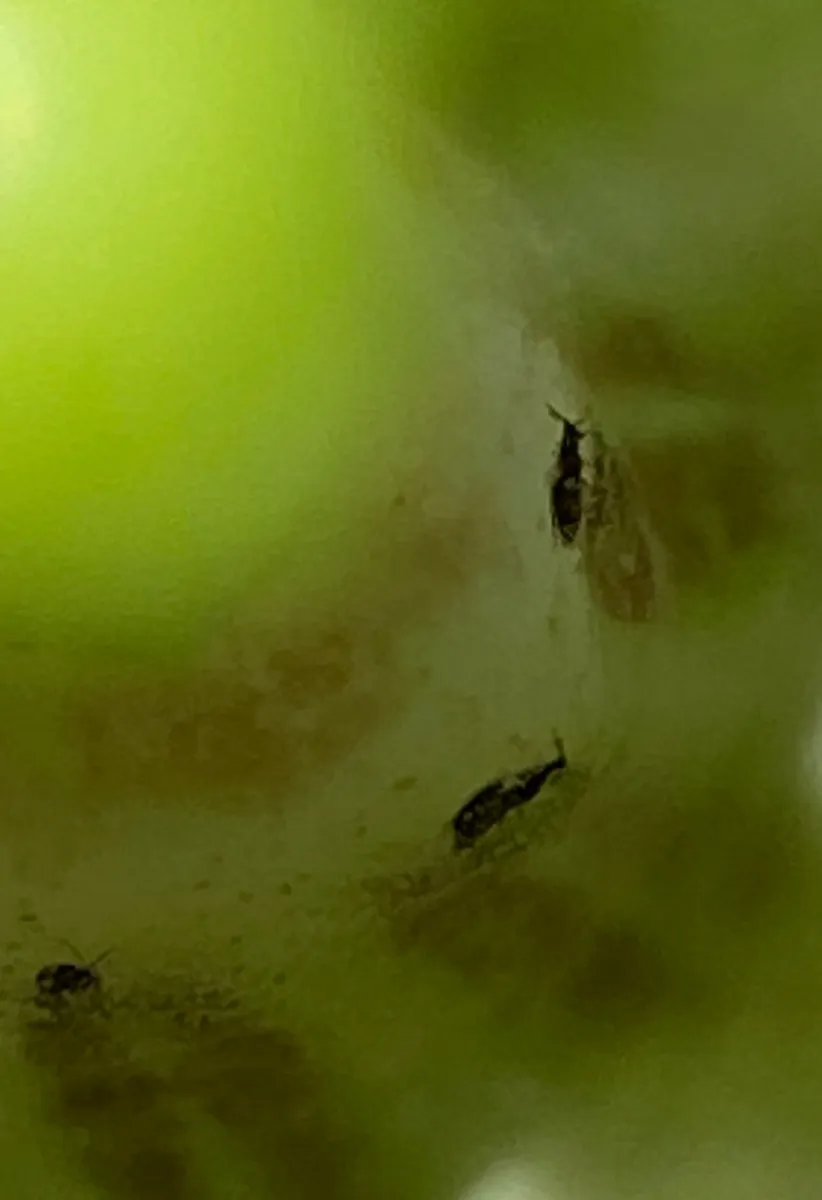 Heterothrips arisaemae - photo 3