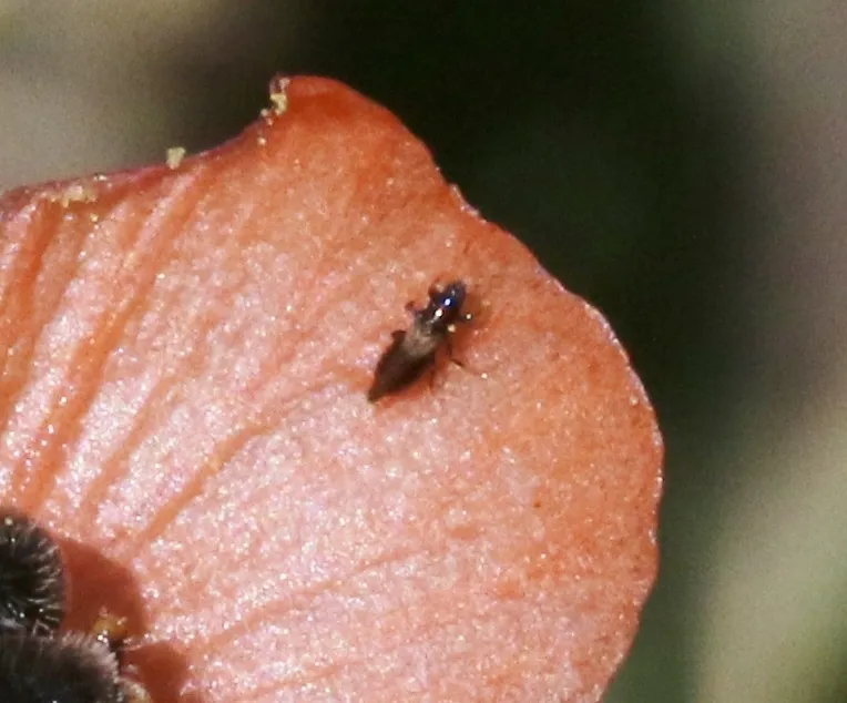 Heterothrips pectinifer