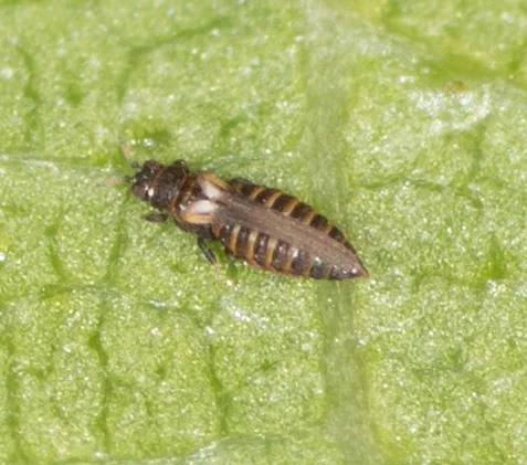 Heterothrips salicis - photo 2