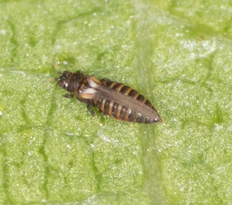Heterothrips salicis - photo 3