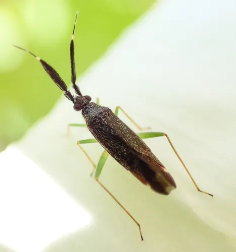 Heterotoma planicornis