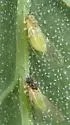 Heterotrioza chenopodii