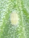 Heterotrioza chenopodii - photo 2