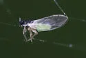 Heterotrioza chenopodii - photo 3