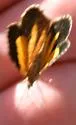 Heterusia atalantata - Hodges#7367 - Heterusia atalantata