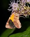 Heterusia atalantata - Hodges#7367 - photo 2