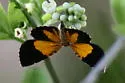 Heterusia atalantata - Hodges#7367 - photo 4