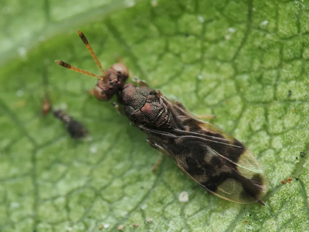 Hetreulophidae - photo 2