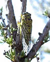 Hewlettia nigriviridis