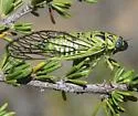 Hewlettia nigriviridis - photo 2
