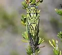 Hewlettia nigriviridis - photo 3