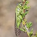 Hewlettia nigriviridis - photo 4
