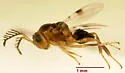 Hexacladia hilaris - photo 2